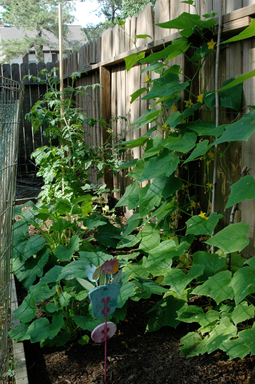 vertical cucumber vines