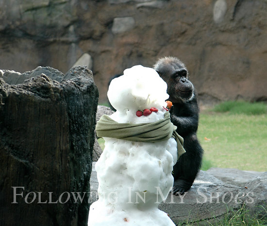 Snow at the Houston Zoo