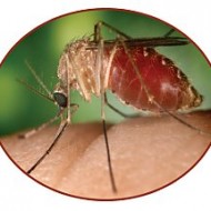 Give Mosquitoes The Old 1-2-3 Approach With Cutter