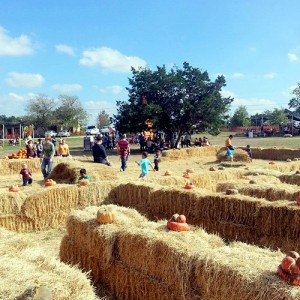 The Pumpkin Patch Is Alive and Well and Living in the Hill Country of Texas.