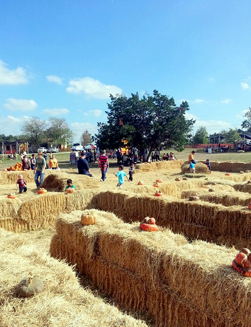 hill country pumpkin patch