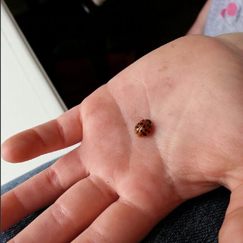 rescued ladybug
