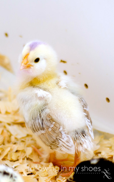 2 week old Salmon Faverolle chick -- backyard chickens