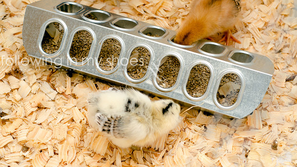 Brooder Chicks Eating from Trough Feeder
