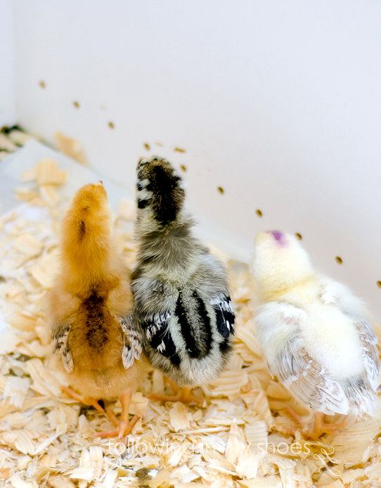 Rhode Island Red Chick and Silver Laced Wyandotte Chick