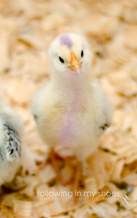 The same Salmon Faverolle chick from above ... just with two weeks of growth on her! (the purple is not part of her coloring -- it is vegetable dye used to mark her since she was a single special order among other random chickens sent to the feed store).