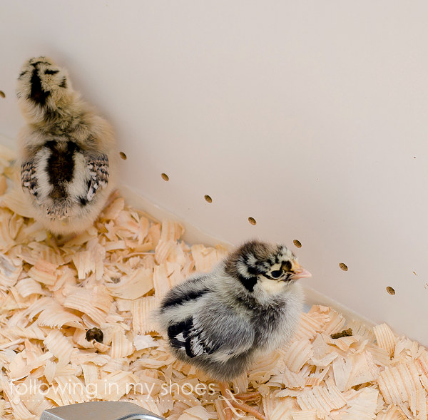 Week old Silver Laced Wyandotte chick -- backyard chickens are great pets