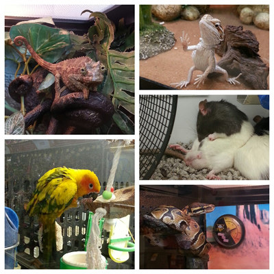 PetSmart Animals