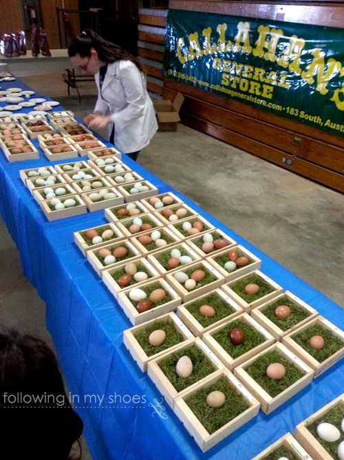 Egg Judging at Bluebonnet Classic Poultry Show