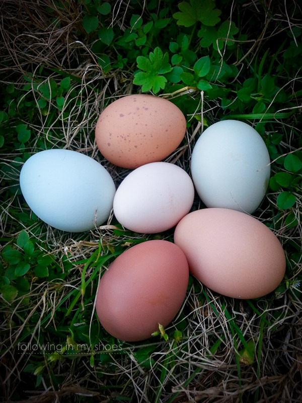 Natural Colorful Backyard Chicken Eggs from Following In My Shoes