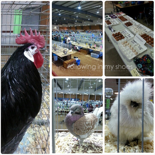 Poultry at Bluebonnet Classic Poultry Show