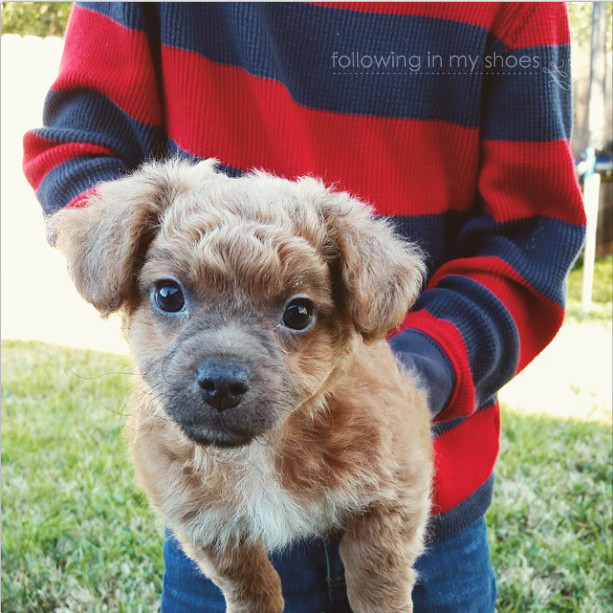 The New Puppy - chihuahua poodle mix
