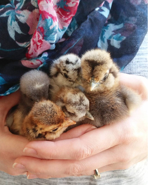 Silkie and Polish Chicks in Texas