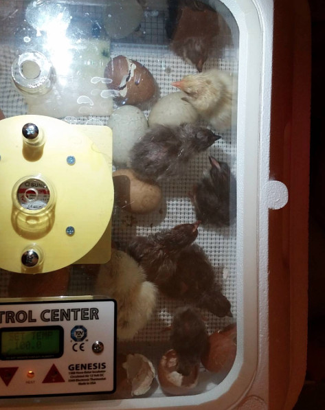 Successful Hatch with Hovebator Genesis